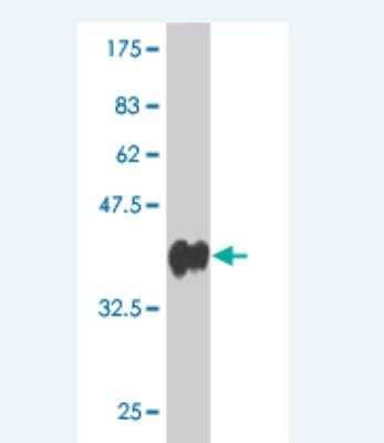 Western Blot: Protocadherin gamma C3 Antibody (4F6) [H00005098-M03] - Detection against Immunogen (37.62 KDa) .