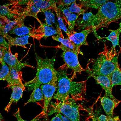 Immunocytochemistry/Immunofluorescence: Protocadherin gamma C3 Antibody (S174B-27) [NBP2-42203] - Tissue: Neuroblastoma cell line SK-N-BE. Species: Human. Fixation: 4% Formaldehyde for 15 min at RT. Primary Antibody: Mouse Anti-Protocadherin Gamma C3 Monoclonal Antibody at 1:100 for 60 min at RT. Secondary Antibody: Goat Anti-Mouse ATTO 488 at 1:100 for 60 min at RT. Counterstain: Phalloidin Texas Red F-Actin stain; DAPI (blue) nuclear stain at 1:1000, 1:5000 for 60min RT, 5min RT. Localization: Cell Membrane. Magnification: 60X.