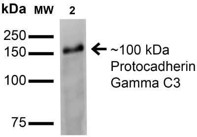Western Blot: Protocadherin gamma C3 Antibody (S174B-27) [NBP2-42203] - analysis of Monkey COS cells transfected with GFP-tagged Gamma-cadherin-C3 showing detection of 100 kDa Protocadherin Gamma C3 protein using Mouse Anti-Protocadherin Gamma C3 Monoclonal Antibody, Clone S174B-27 . Lane 1: Molecular Weight Ladder. Lane 2: Monkey COS cells transfected with GFP-tagged Gamma-cadherin-C3. Load: 15 ug . Block: 2% BSA and 2% Skim Milk in 1X TBST. Primary Antibody: Mouse Anti-Protocadherin Gamma C3 Monoclonal Antibody at 1:200 for 16 hours at 4C. Secondary Antibody: Goat Anti-Mouse IgG: HRP at 1:1000 for 1 hour RT. Color Development: ECL solution for 6 min in RT. Predicted/Observed Size: 100 kDa.
