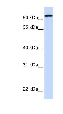 Western Blot: Protocadherin gamma C3 Antibody [NBP1-59239] - 721_B cell lysate, concentration 0.2-1 ug/ml.