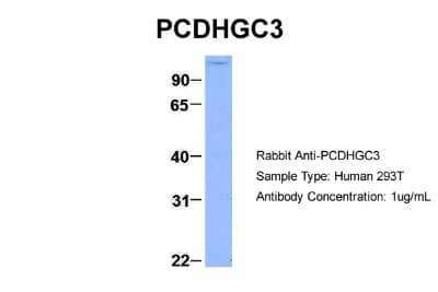 Western Blot: Protocadherin gamma C3 Antibody [NBP1-59239] - Analysis of 293T cell lysate. Antibody Dilution: 1.0 ug/ml.