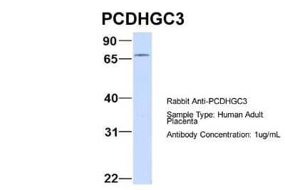 Western Blot: Protocadherin gamma C3 Antibody [NBP1-59239] - Sample Type: Human Adult Placenta Antibody Dilution: 1.0 ug/ml