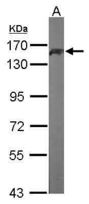 Western Blot PUM1 Antibody