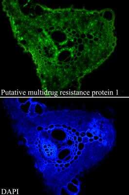 Immunocytochemistry/Immunofluorescence: Putative Multidrug Resistance Protein 1 Antibody (1-6) [NBP2-89161] - Analysis of paraffin-embedded Rice tissue using anti-Putative multidrug resistance protein 1 antibody (green). The nuclear counter stain is DAPI (blue).