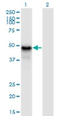 Western Blot: Pygopus-1 Antibody (3E1) [H00026108-M13] - Analysis of PYGO1 expression in transfected 293T cell line by PYGO1 monoclonal antibody (M13), clone 3E1. Lane 1: PYGO1 transfected lysate (Predicted MW: 46.09 KDa). Lane 2: Non-transfected lysate.