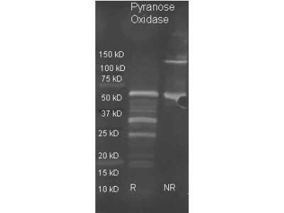 Western Blot: Pyranose Oxidase Antibody [NBP2-44064] - Detection of antibody under reducing (R) and non-reducing (NR) conditions. Reduced samples of purified target proteins contained 4% BME and were boiled for 5 minutes. Samples of ~1ug of protein per lane were run by SDS-PAGE. Protein was transferred to nitrocellulose and probed with 1:3000 dilution of