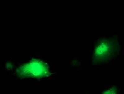 Immunocytochemistry/Immunofluorescence: Pyridoxal Kinase/PDXK Antibody (OTI5H5) - Azide and BSA Free [NBP2-73754] - Staining of COS7 cells transiently transfected by pCMV6-ENTRY PDXK.