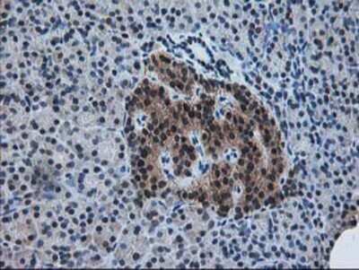 Immunohistochemistry: Pyridoxal Kinase/PDXK Antibody (OTI5H5) - Azide and BSA Free [NBP2-73754] - Staining of paraffin-embedded Human pancreas tissue using anti-PDXK mouse monoclonal antibody.