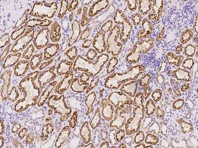 Immunohistochemistry-Paraffin: Pyruvate Carboxylase Antibody [NBP3-06329] - Immunochemical staining of human Pyruvate Carboxylase in human kidney with rabbit polyclonal antibody at 1:100 dilution, formalin-fixed paraffin embedded sections.