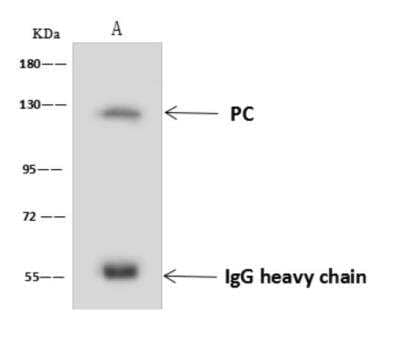 Immunoprecipitation: Pyruvate Carboxylase Antibody [NBP3-06329] - PC was immunoprecipitated using:Lane A:  0.5 mg HeLa  Whole Cell Lysate4 uL anti-PC rabbit polyclonal antibody and 60 ug of Immunomagnetic beads Protein AG.Primary antibody:Anti-PC rabbit polyclonal antibody, at 1:100 dilution Secondary antibody:Goat Anti-Rabbit IgG (H+L) HRP at 110000 dilutionDeveloped using the ECL technique.Performed under reducing conditions.Predicted band size: 130 kDaObserved band size :129 kDa