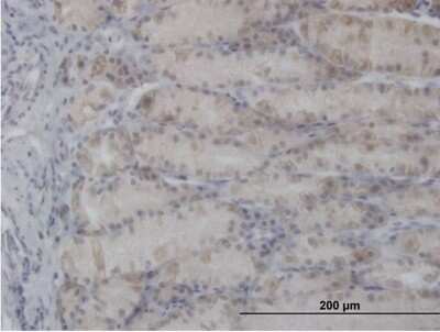 Immunohistochemistry-Paraffin: Pyruvate Dehydrogenase E1-alpha subunit Antibody [H00005160-B01P] - Analysis of purified antibody to PDHA1 on formalin-fixed paraffin-embedded human stomach. (antibody concentration 1.5 ug/ml)