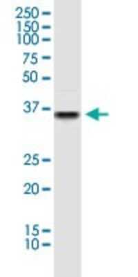 Western Blot: Pyruvate Dehydrogenase E1-alpha subunit Antibody [H00005160-B01P] - Analysis of PDHA1 expression in HepG2.