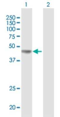 Western Blot: Pyruvate Dehydrogenase E1-alpha subunit Antibody [H00005160-B01P] - Analysis of PDHA1 expression in transfected 293T cell line by PDHA1 polyclonal antibody.  Lane 1: PDHA1 transfected lysate(43.01 KDa). Lane 2: Non-transfected lysate.