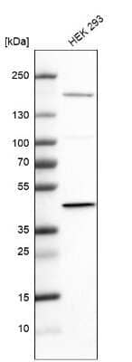 Western Blot: Pyruvate Dehydrogenase E1-alpha subunit Antibody [NBP2-33922] - Analysis in human cell line HEK 293.