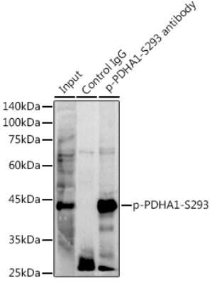 Immunoprecipitation: Pyruvate Dehydrogenase E1-alpha subunit [p Ser293] Antibody (9S3I4) [NBP3-16916] - Immunoprecipitation analysis of 300ug extracts of NIH/3T3 cells using 3ug Pyruvate Dehydrogenase E1-alpha subunit antibody (NBP3-16916). Western blot was performed from the immunoprecipitate using Pyruvate Dehydrogenase E1-alpha subunit antibody (NBP3-16916) at a dilition of 1:1000.