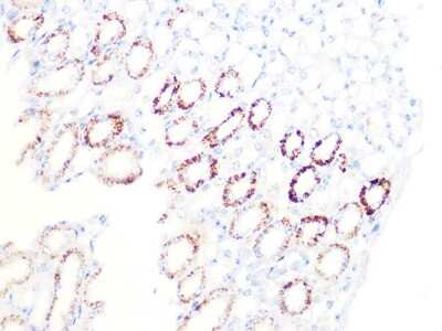 Immunohistochemistry-Paraffin: Pyruvate Dehydrogenase E1 beta subunit Antibody (7V8O5) [NBP3-16455] - Immunohistochemistry of paraffin-embedded mouse kidney using Pyruvate Dehydrogenase E1 beta subunit Rabbit mAb (NBP3-16455) at dilution of 1:100 (40x lens).Perform microwave antigen retrieval with 10 mM PBS buffer pH 7.2 before commencing with IHC staining protocol.