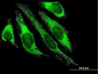 Immunocytochemistry/Immunofluorescence: Pyruvate Dehydrogenase E1 beta subunit Antibody [H00005162-B01P] - Analysis of purified antibody to PDHB on HeLa cell. (antibody concentration 10 ug/ml)