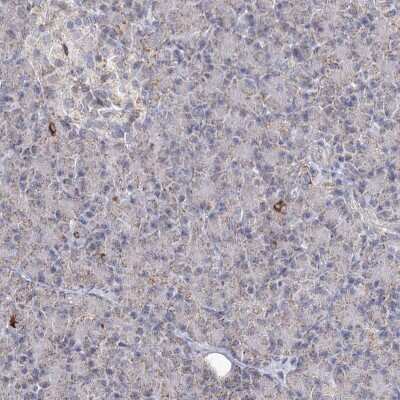 Immunohistochemistry-Paraffin: Pyruvate Dehydrogenase E1 beta subunit Antibody [NBP1-87421] - Staining of human pancreas shows low expression as expected.