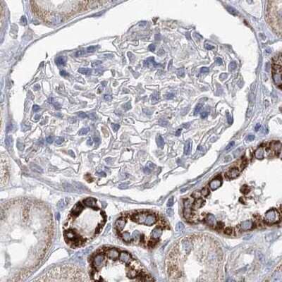 Immunohistochemistry-Paraffin: Pyruvate Dehydrogenase E1 beta subunit Antibody [NBP1-87421] - Staining of human kidney.