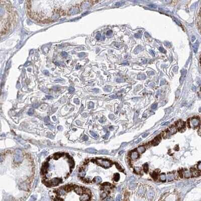 Immunohistochemistry-Paraffin: Pyruvate Dehydrogenase E1 beta subunit Antibody [NBP2-38327] - Staining of human kidney.