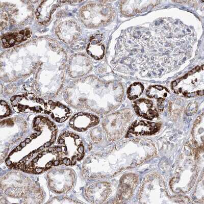 Immunohistochemistry-Paraffin: Pyruvate Dehydrogenase E1 beta subunit Antibody [NBP2-38327] - Staining of human kidney shows strong granular cytoplasmic positivity in cells in distal tubules.