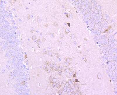 Immunohistochemistry-Paraffin: Pyruvate Dehydrogenase E1 beta subunit Antibody (JM66-33) [NBP2-75639] - Analysis of paraffin-embedded mouse hippocampus tissue using anti-Pyruvate Dehydrogenase E1 beta subunit antibody. Counter stained with hematoxylin.