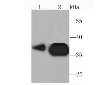 Western Blot: Pyruvate Dehydrogenase E1 beta subunit Antibody (JM66-33) [NBP2-75639] - Analysis of Pyruvate Dehydrogenase E1 beta subunit on HepG2 (1) and Hela (2) cell lysate using anti-Pyruvate Dehydrogenase E1 beta subunit antibody at 1/1,000 dilution.