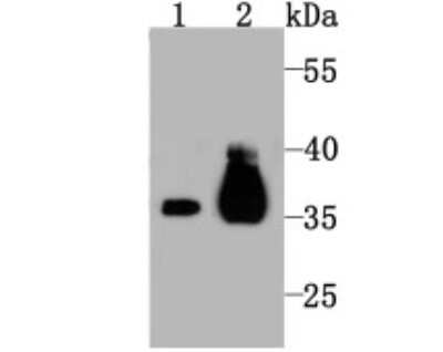 Western Blot: Pyruvate Dehydrogenase E1 beta subunit Antibody (JM66-33) [NBP2-75639] - Analysis of Pyruvate Dehydrogenase E1 beta subunit on mouse kidney tissue (1) and PC-12 (2) cell lysate using anti-Pyruvate Dehydrogenase E1 beta subunit antibody at 1/1,000 dilution.