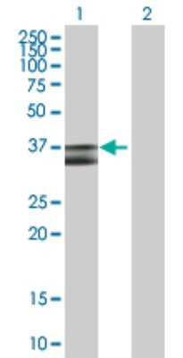 Western Blot: Pyruvate Dehydrogenase E1 beta subunit Antibody [H00005162-B01P] - Analysis of PDHB expression in transfected 293T cell line by PDHB polyclonal antibody.  Lane 1: PDHB transfected lysate(39.49 KDa). Lane 2: Non-transfected lysate.