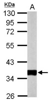 Western Blot: Pyruvate Dehydrogenase E1 beta subunit Antibody [NBP2-20024] - Sample (50 ug of whole cell lysate) A: Mouse Heart, 10% SDS PAGE gel, diluted at 1:10000.