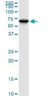Western Blot: Pyruvate Dehydrogenase E2 Antibody [H00001737-B01P] - Analysis of DLAT expression in HepG2.