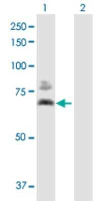 Western Blot: Pyruvate Dehydrogenase E2 Antibody [H00001737-B01P] - Analysis of DLAT expression in transfected 293T cell line by DLAT polyclonal antibody.  Lane 1: DLAT transfected lysate(71.17 KDa). Lane 2: Non-transfected lysate.