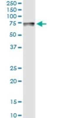 Western Blot: Pyruvate Dehydrogenase E2 Antibody [H00001737-D01P] - Analysis of DLAT expression in human pancreas.