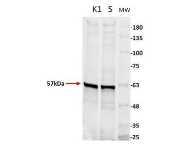 Western Blot: Pyruvate Kinase Antibody [NBP2-44231] - Western Blot of Goat Pyruvate Kinase antibody. Lane 1: CHO K1 Lysate [10ug].Lane 2: CHO S Lysate [10ug]. Lane 3: Opal Pre-stained Molecular Weight Marker. Primary Antibody: Anti-Pyruvate Kinase at 1:50 overnight at 2-8C. Secondary Antibody: Donkey Anti-Goat IgG CY5 conjugate at 1:10,000 for 30 mins at RT.Expect: ~57kDa.