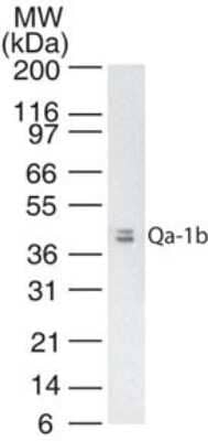 Western Blot: QA1b Antibody (6A8.6F10.1A6) - Azide Free [NBP2-26667] - analysis of Qa-1b in mouse thymus tissue lysate using NBP2-26667 at 2 ug/ml.