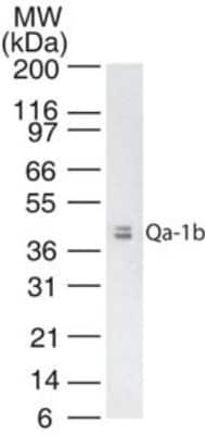 Western Blot: QA1b Antibody (6A8.6F10.1A6) [NBP2-26649] - Analysis of QA1b in mouse thymus tissue lysate using NBP2-26649 at 2 ug/mL.