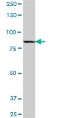 Western Blot: QARS Antibody [H00005859-B01P] - Analysis of QARS expression in human liver.