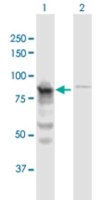 Western Blot: QARS Antibody [H00005859-B01P] - Analysis of QARS expression in transfected 293T cell line by QARS polyclonal antibody.  Lane 1: QARS transfected lysate(85.25 KDa). Lane 2: Non-transfected lysate.