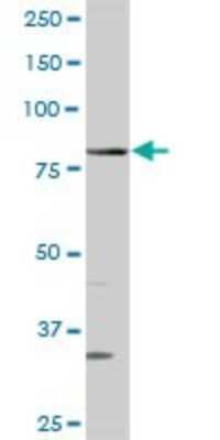 Western Blot: QARS Antibody [H00005859-D01P] - Analysis of QARS expression in HeLa.