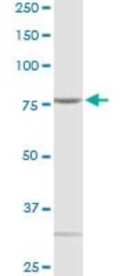 Western Blot: QARS Antibody [H00005859-D01P] - Analysis of QARS expression in PC-12.