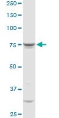 Western Blot: QARS Antibody [H00005859-D01P] - Analysis of QARS expression in Raw 264.7.
