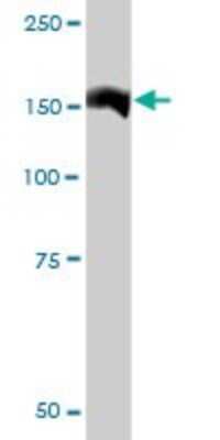 Western Blot: QARS Antibody [H00005859-D01P] - Analysis of QARS expression in mouse liver.