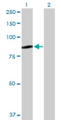 Western Blot: QARS Antibody [H00005859-D01P] - Analysis of QARS expression in transfected 293T cell line by QARS polyclonal antibody.Lane 1: QARS transfected lysate(87.80 KDa).Lane 2: Non-transfected lysate.