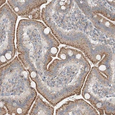Immunohistochemistry: QN1 Antibody [NBP1-91157] - Staining of human duodenum shows moderate granular cytoplasmic positivity in glandular cells.