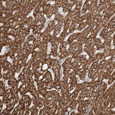 Immunohistochemistry-Paraffin QN1 Antibody - BSA Free