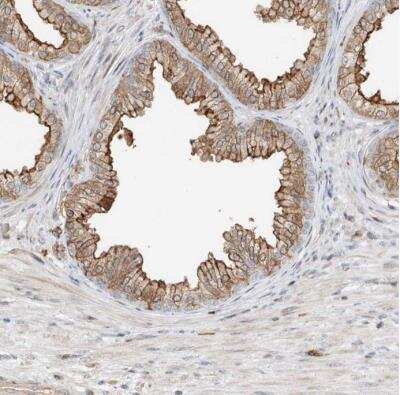 Immunohistochemistry-Paraffin QN1 Antibody - BSA Free