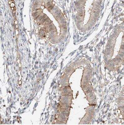 Immunohistochemistry-Paraffin QN1 Antibody - BSA Free