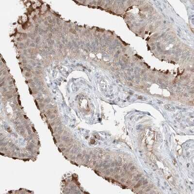 Immunohistochemistry-Paraffin QN1 Antibody - BSA Free