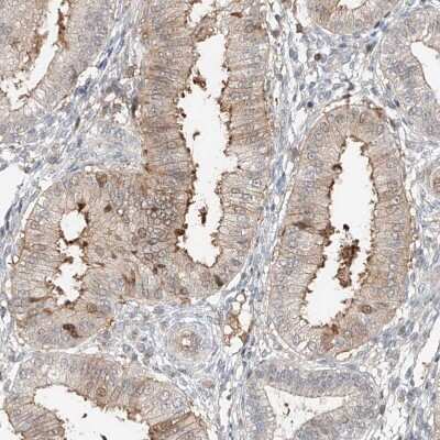 Immunohistochemistry-Paraffin QN1 Antibody - BSA Free