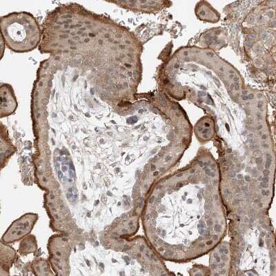 Immunohistochemistry-Paraffin QN1 Antibody - BSA Free
